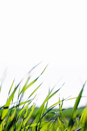 simsearch:400-05132684,k - Green grass blades against the blue sky Stockbilder - Microstock & Abonnement, Bildnummer: 400-05041800