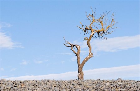 A dead tree on Haumoana Beach, Hawke's Bay, New Zealand Foto de stock - Super Valor sin royalties y Suscripción, Código: 400-05041858