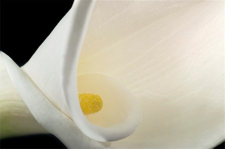 Close-up of a white calla lily Photographie de stock - Aubaine LD & Abonnement, Code: 400-05042031