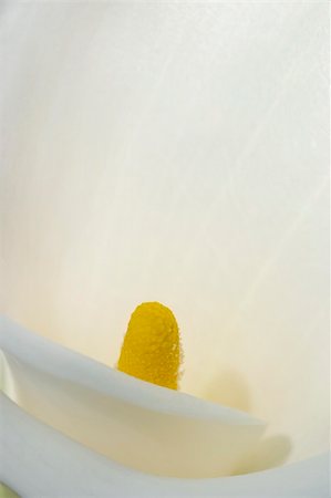 simsearch:400-04095393,k - Close-up of a white calla lily Fotografie stock - Microstock e Abbonamento, Codice: 400-05042032