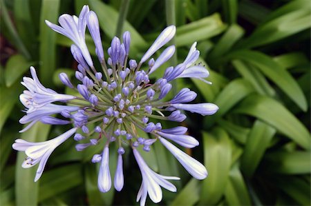 Blue flower on a foliage background Foto de stock - Super Valor sin royalties y Suscripción, Código: 400-05042108