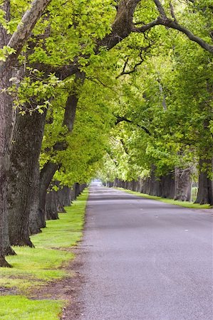 An oak lined road in Hastings, Hawke's Bay, New Zealand. Stockbilder - Microstock & Abonnement, Bildnummer: 400-05042197