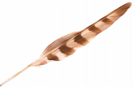 A feather of an owl on a pure white background, beautiful, decorative object. Photographie de stock - Aubaine LD & Abonnement, Code: 400-05042357