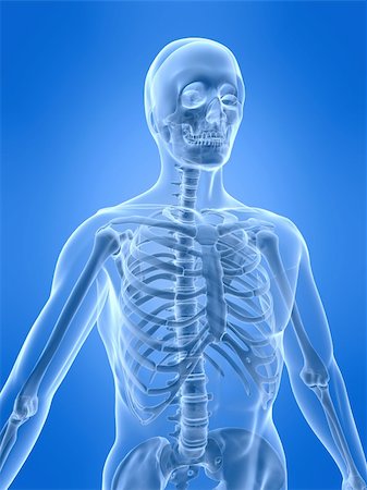 simsearch:400-04003518,k - 3d rendered anatomy illustration of a human skeleton - front side Fotografie stock - Microstock e Abbonamento, Codice: 400-05042457