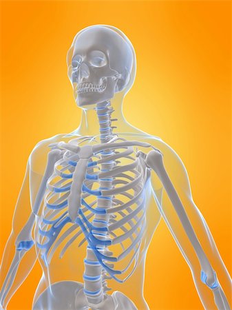 simsearch:400-04003518,k - 3d rendered anatomy illustration of a human skeleton - front side Fotografie stock - Microstock e Abbonamento, Codice: 400-05042459