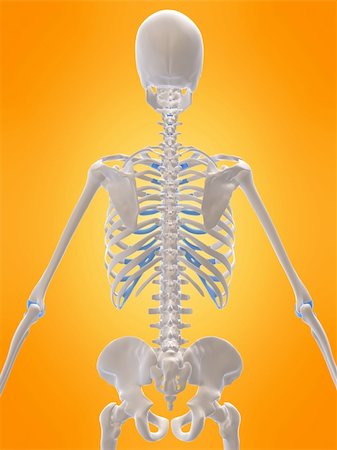 simsearch:400-05069425,k - 3d rendered x-ray illustration of a human skeletal back Foto de stock - Super Valor sin royalties y Suscripción, Código: 400-05042478