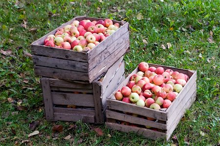 Apple heavy crop in orchard Stock Photo - Budget Royalty-Free & Subscription, Code: 400-05042652