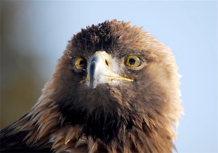 simsearch:400-06131816,k - Close-up picture of a Golden Eagle Photographie de stock - Aubaine LD & Abonnement, Code: 400-05043200