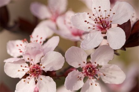 simsearch:625-02927405,k - Early Spring Pink Tree Blossoms and Dew Drops with Narrow Depth of Field. Photographie de stock - Aubaine LD & Abonnement, Code: 400-05043267