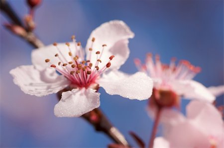simsearch:625-02927405,k - Early Spring Pink Tree Blossoms and Dew Drops with Narrow Depth of Field. Photographie de stock - Aubaine LD & Abonnement, Code: 400-05043272