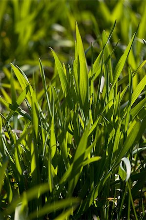 simsearch:400-04789618,k - New green grass meadow background Foto de stock - Royalty-Free Super Valor e Assinatura, Número: 400-05043448