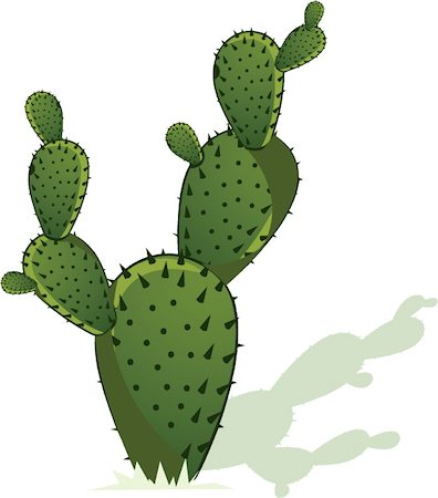 prickly pear cactus - Illustration of Cactus with its shadow on white back ground Foto de stock - Super Valor sin royalties y Suscripción, Código: 400-05043779