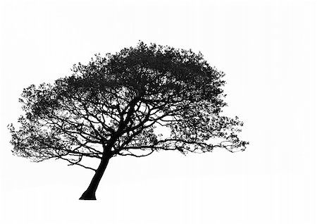 Leaning hawthorn tree, in silhouette, caused by wind, set against a white background. In monochrome. Stock Photo - Budget Royalty-Free & Subscription, Code: 400-05054248