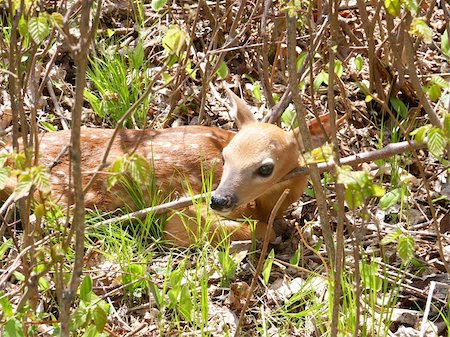 Newborn fawn found in the woods looking for his mother. Stock Photo - Budget Royalty-Free & Subscription, Code: 400-05054606