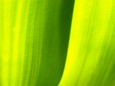 Close-up of green plant leaf Stock Photo - Budget Royalty-Free & Subscription, Code: 400-05055194