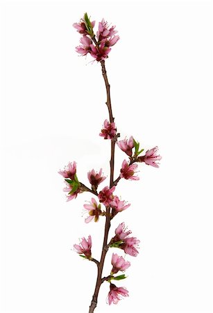 Peach blossom in spring with white background Foto de stock - Royalty-Free Super Valor e Assinatura, Número: 400-05055467