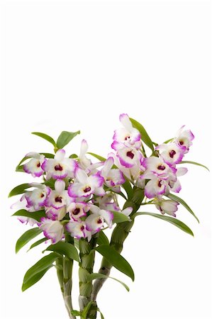 Beautiful tropical orchid bouquet Foto de stock - Royalty-Free Super Valor e Assinatura, Número: 400-05055528