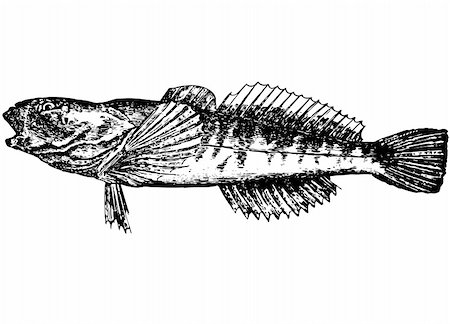 selhin (artist) - Fish with a large, flat head. Since each side has hooked spines. Eyes turned to the color red top. Color backs pale, gray. At the back red dots that form transverse bands. White or yellow belly. Length of fish 10-16 inches. Photographie de stock - Aubaine LD & Abonnement, Code: 400-05055598