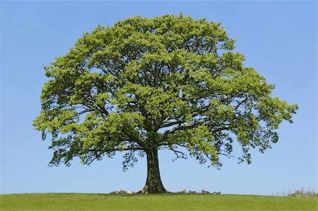 Sheep sitting in the grass, taking shelter from the sun, under an oak tree in spring. With Set against a clear blue sky. Stock Photo - Budget Royalty-Free & Subscription, Code: 400-05055760