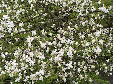 simsearch:400-05338918,k - Blooming magnolia tree. White colored flowers. Background. Foto de stock - Super Valor sin royalties y Suscripción, Código: 400-05055855