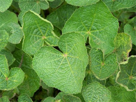 Green leaves of burdock. Close up. Background. Stock Photo - Budget Royalty-Free & Subscription, Code: 400-05056158