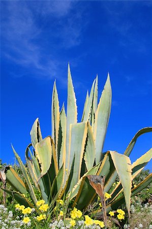 planta de yuca - Agave plant close up over blue sky. Foto de stock - Super Valor sin royalties y Suscripción, Código: 400-05056260