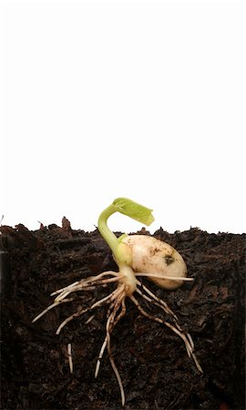 Germinating seed Photographie de stock - Aubaine LD & Abonnement, Code: 400-05056436