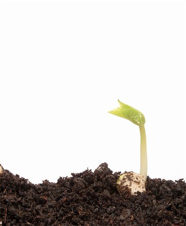 simsearch:400-06741123,k - Small bean seedling in soil Stock Photo - Budget Royalty-Free & Subscription, Code: 400-05056438
