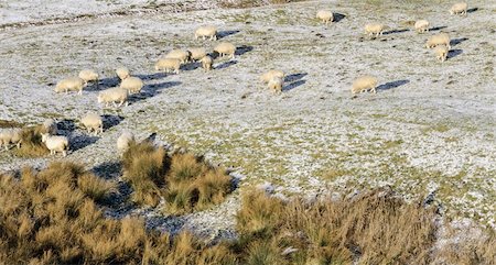 sheep coat - sheep in winter in frost covered field Stock Photo - Budget Royalty-Free & Subscription, Code: 400-05056981