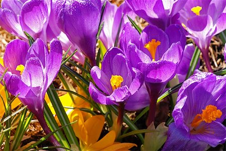 simsearch:400-05125270,k - Spring garden full of wet crocuses is lit by a strong beam of morning sun Stock Photo - Budget Royalty-Free & Subscription, Code: 400-05057077