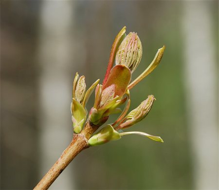 First messengers of the spring, buds are bursting Stockbilder - Microstock & Abonnement, Bildnummer: 400-05057141