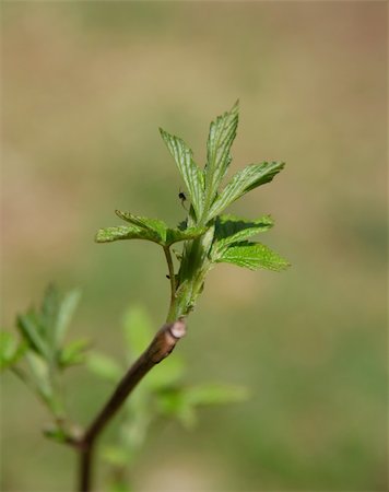 First messengers of the spring, buds are bursting Stockbilder - Microstock & Abonnement, Bildnummer: 400-05057142
