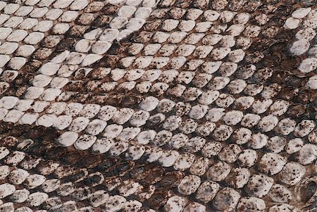 serpent à sonnette - Detail of a real skin of a snake with scales pattern Photographie de stock - Aubaine LD & Abonnement, Code: 400-05057155