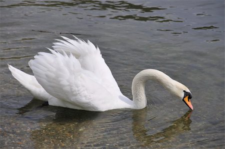simsearch:400-04975876,k - A white swan swimming and searching for food in a lake Foto de stock - Super Valor sin royalties y Suscripción, Código: 400-05057177