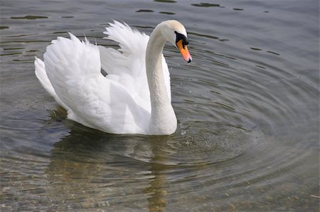 simsearch:400-04975876,k - A white swan swimming and searching for food in a lake Foto de stock - Super Valor sin royalties y Suscripción, Código: 400-05057179