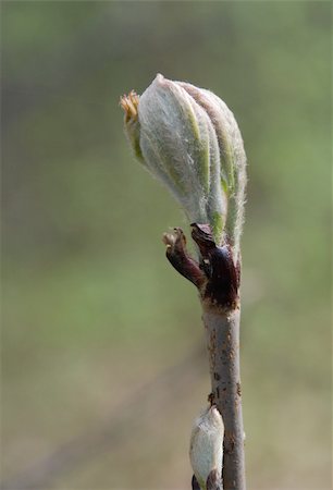 First messengers of the spring, buds are bursting Stockbilder - Microstock & Abonnement, Bildnummer: 400-05057194