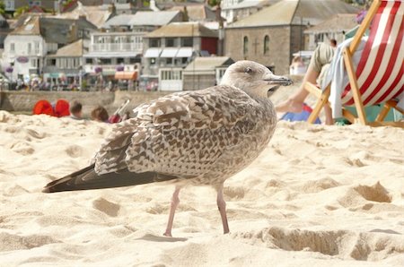 seagulls on sand - young seagull amongst beach sunbathers Stock Photo - Budget Royalty-Free & Subscription, Code: 400-05057204