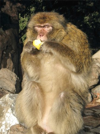 A Barbary Ape eating an apple in Azrou, Morocco. Stockbilder - Microstock & Abonnement, Bildnummer: 400-05057338