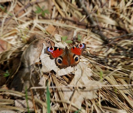 Butterfly sitting on the ground Stockbilder - Microstock & Abonnement, Bildnummer: 400-05057373