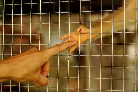 human hand touching monkey hand. Stock Photo - Budget Royalty-Free & Subscription, Code: 400-05057450