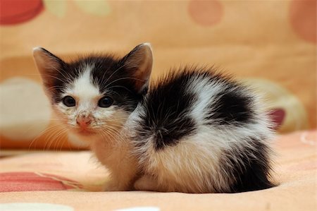 A rescue kitten on sofa. Help homeless animals. Stock Photo - Budget Royalty-Free & Subscription, Code: 400-05057451