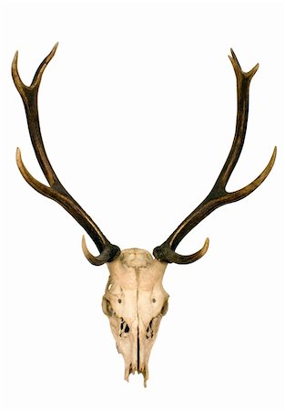 deer antlers close up - This is horns of deer very well kept Stock Photo - Budget Royalty-Free & Subscription, Code: 400-05057702