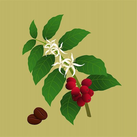 pictures of coffee beans and berry - Branch of coffee plant (Coffea arabica) with blossom and berries ready for harvest. Stock Photo - Budget Royalty-Free & Subscription, Code: 400-05057901