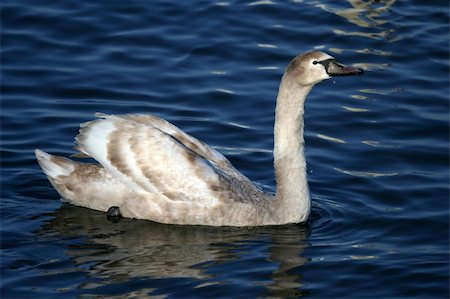simsearch:400-04519224,k - Graceful gray swan on a water of lake Photographie de stock - Aubaine LD & Abonnement, Code: 400-05057902
