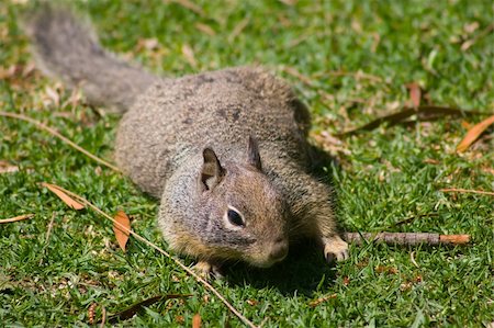 Grey Squirrel in Shoreline Park Stock Photo - Budget Royalty-Free & Subscription, Code: 400-05058012