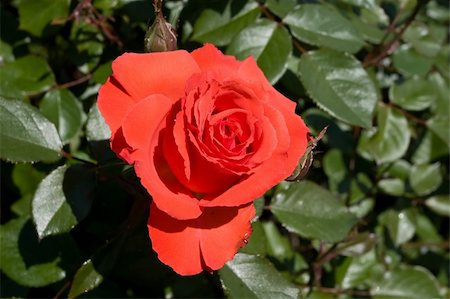 san jose - A rose is a flowering shrub of the genus Rosa, and the flower of this shrub.There are more than a hundred species of wild roses, all from the northern hemisphere and mostly from temperate regions. Photographie de stock - Aubaine LD & Abonnement, Code: 400-05058022