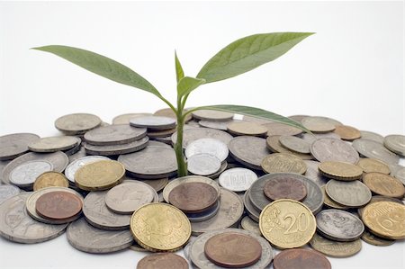 Coins and plant, isolated on white background. Stockbilder - Microstock & Abonnement, Bildnummer: 400-05058229