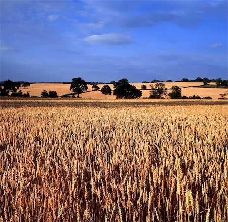 simsearch:400-04513431,k - Field of Wheat Warwickshire Midlands England Stock Photo - Budget Royalty-Free & Subscription, Code: 400-05058254