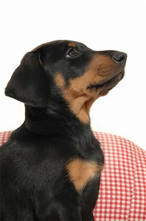 simsearch:400-07303856,k - Sweet puppy posing in profile on white background. Stock Photo - Budget Royalty-Free & Subscription, Code: 400-05058294