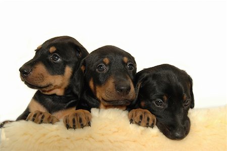 simsearch:400-03979341,k - Three sweet puppies. Stock Photo - Budget Royalty-Free & Subscription, Code: 400-05058296